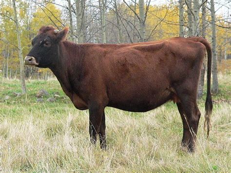 Canadienne Cattle Alchetron The Free Social Encyclopedia