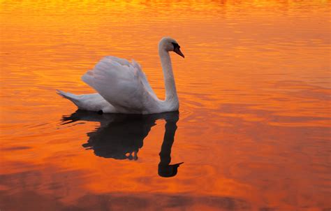 Swan Sunset Water Red Free Stock Photo Public Domain Pictures