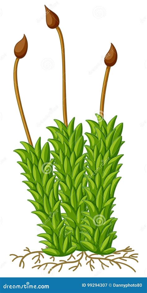 Moss Cartoons Illustrations And Vector Stock Images 9779 Pictures To