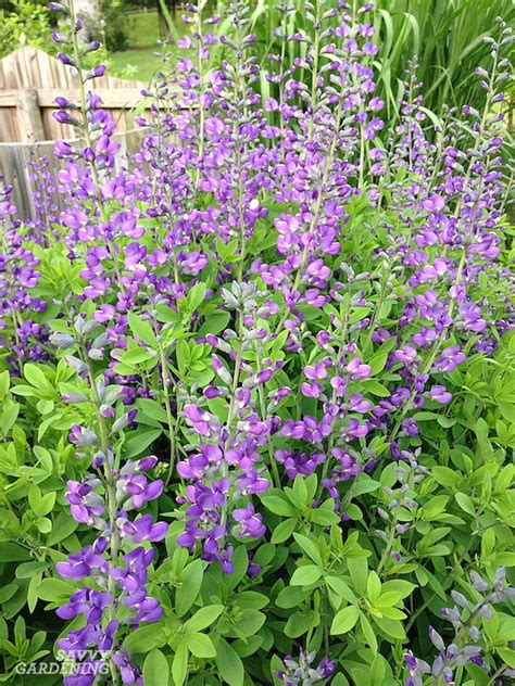 Purple Perennial Flowers 24 Brilliant Choices For Gardens