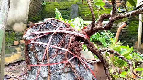 Membuat Bonsai BERINGIN KIMENG On The Rock YouTube