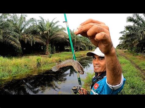 Pemancing Ini Pakai Umpan Andalannya Dapat Gabus Besar Youtube