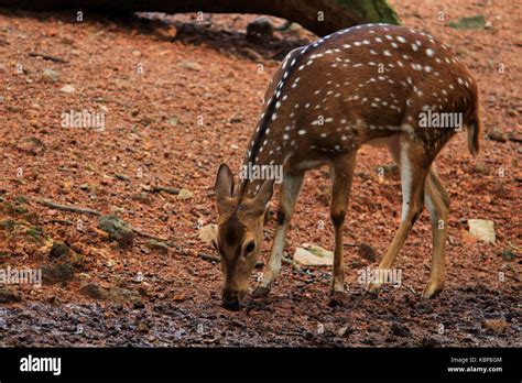 Deer Hd Images Hi Res Stock Photography And Images Alamy