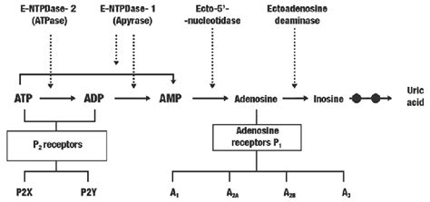 Metabolism Of Adenine Ecto Nucleotides And Ectonucleosides And Types Of Download Scientific