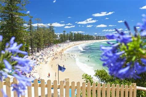 Watch Out For The Seagulls Traveller Reviews Manly Beach Tripadvisor