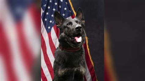 Cspd K9 To Receive Body Armor Donation Fox21 News Colorado