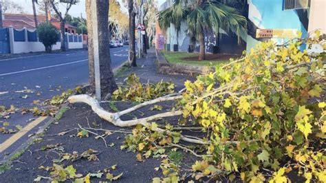 Caída de árboles ramas y vallados en La Laguna por los fuertes vientos