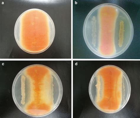 Screening Of Antifungal Bacteria With Inhibitory Activity Against