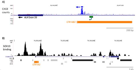 A Ucsc Genome Browser View Hg Of A Portion Of The Human Alk Gene