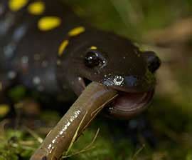 Yellow Spotted Salamander Facts, Habitat, Diet, Life Cycle, Baby, Pictures