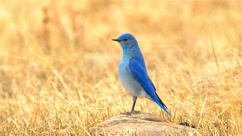 Do Bluebirds Migrate? Breeding Territories And Ranges