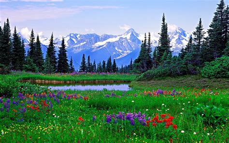 22 Wallpaper Primavara Hd Imagini Desktop Si Poze Cu Peisaje De
