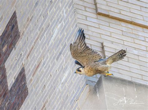 Sheryl Checkman On Twitter Falcons In Flight Got Some In Flight