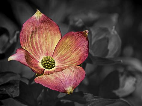 dogwood bloom photograph  ron roberts fine art america