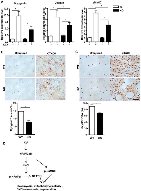 Nrip Regulates Muscle Myogenesis And Myotube Formation A The Rna