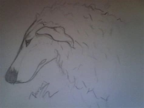 Borzoi Sketch By Snomyth On Deviantart