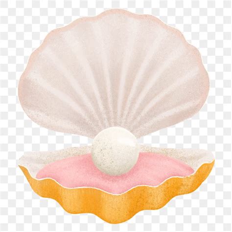 Pearl Shell Png Sticker Illustration Premium Png Rawpixel