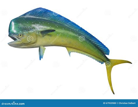 Dolphin Fish Isolated Stock Photo Image Of Isolated 67953988