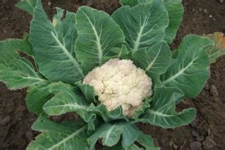 Cauliflower - sowing, planting, growing, harvest, tips and tricks