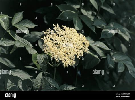 Botany Trees Caprifoliaceae Elderberry Or European Common Elder