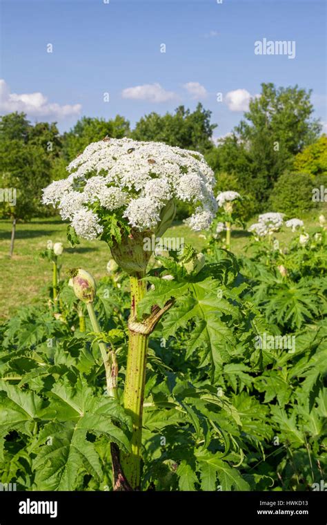 Giant Hogweed Baden Wuerttemberg Germany Heracleum Mantegazzianum