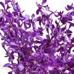 Purple Mokara Orchids Florabundance Wholesale Flowers