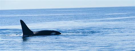 10 Surprisingly Easy Ways to Help the Orca Whales in the San Juan Islands | Earthbox Inn