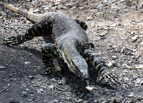 Lace Monitor 2 By Cooperphotography On Deviantart