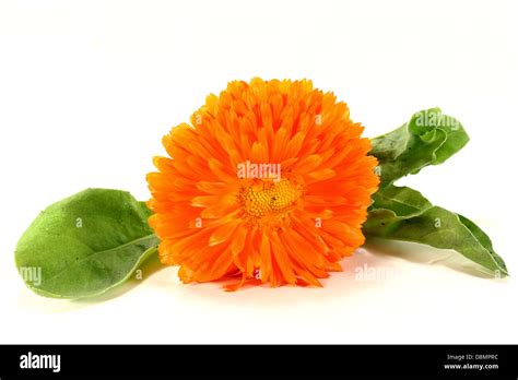 Marigold Hi Res Stock Photography And Images Alamy