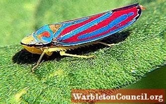 Hemiptera: characteristics, habitat, feeding, examples of species - science - 2025