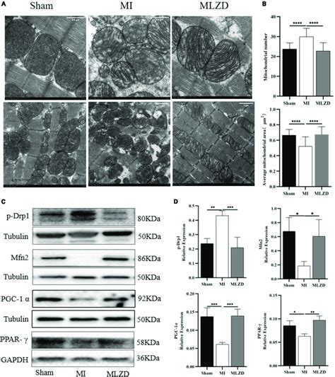 Modified Linggui Zhugan Decoction (MLZD) repairs mitochondrial damage.... | Download Scientific ...