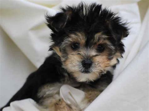 Yorkie Bichon Bichon Frise Yorkshire Terrier Mix Info Pictures