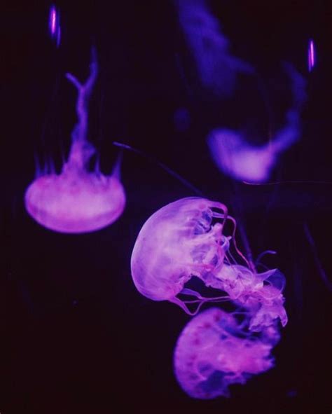 Jellyfish Jellyfish Pictures Purple Aesthetic Jellyfish