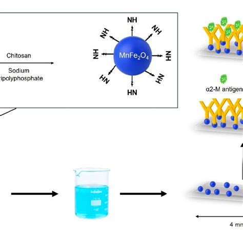 Schematic Diagram For The Synthesis Of Mnfe2o4chitosanmwcntspdms