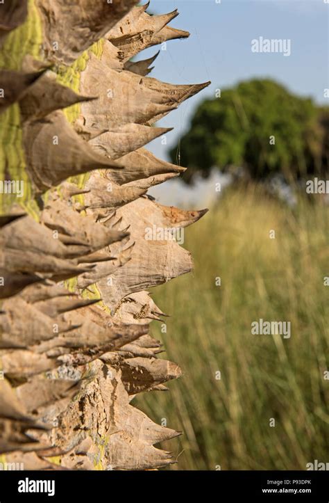 Close Up Detail Of Large Trunk On Silk Floss Tree Ceiba Speciosa With