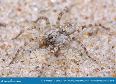 The Wolf Spider (Arctosa Cinerea) in Natural Sandy Habitat Stock Image - Image of invertebrate ...