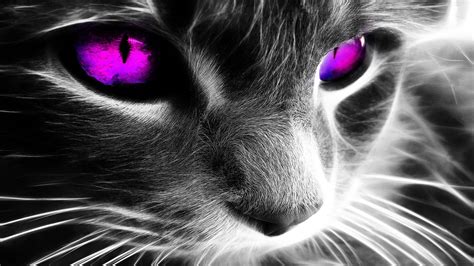 🔥 [90+] Cat HD Wallpapers 1080p | WallpaperSafari