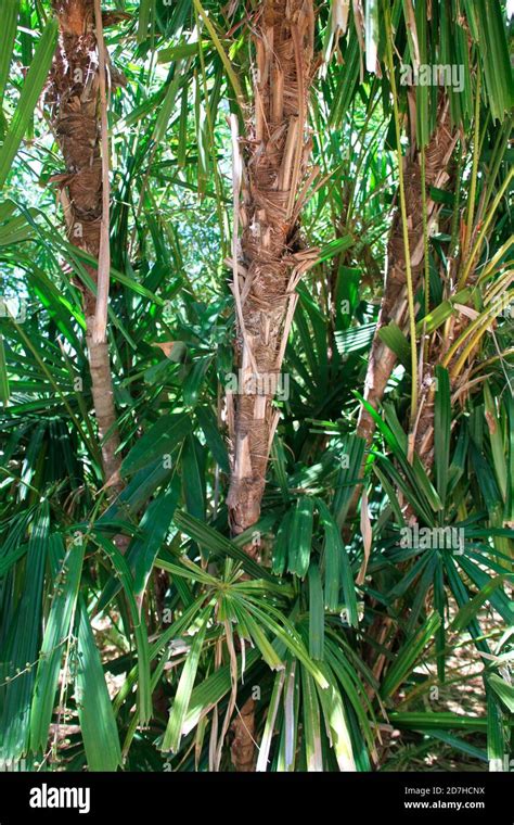 Mangrove Fan Palm Licuala Spinosa L Hermitage Reunion Stock Photo