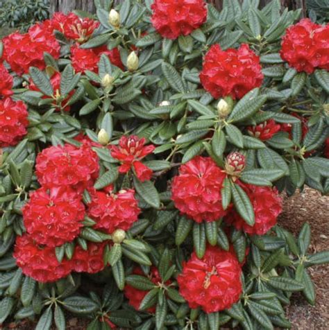 Rhododendron Spp Rubicon Mountain View Nursery