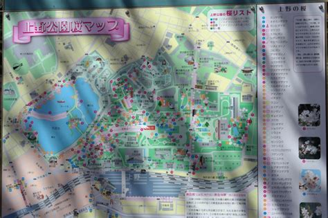 Japan! Experiencing Hanami! | HilaryStyle