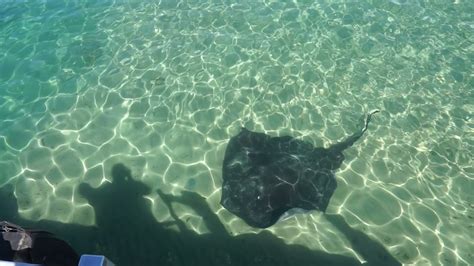 Stingray At The Bellambi Boat Ramp Stingray Boat Ramp Youtube