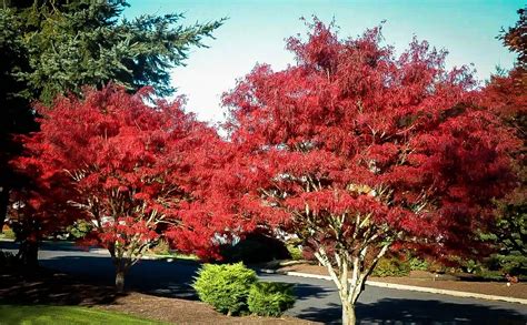 Ribbon Leaf Japanese Maple Trees For Sale The Tree Center