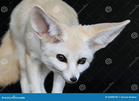 Fennic Desert Fox With Large Ears Stock Image Image Of Large