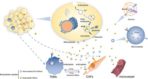 Frontiers Exosomal Micrornas Mediating Crosstalk Between Cancer Cells