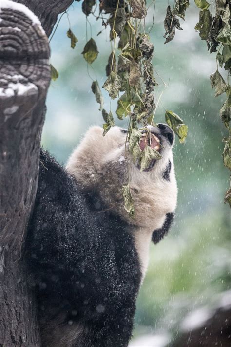 Giant Pandas Play in the Snow Photos - ABC News