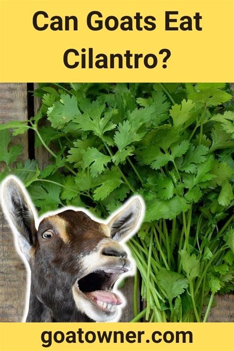 Can Goats Eat Cilantro Revealed Goat Owner