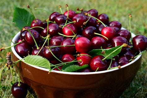 Free Picture Fruit Cherry Food Sweet Vitamin Diet Organic Orchard