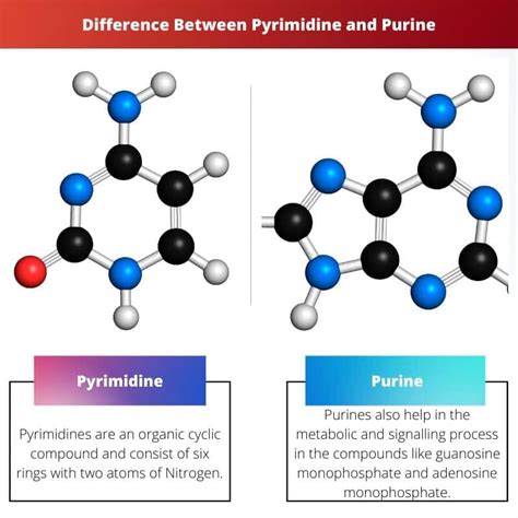 Difference Between Pyrimidine and Purine