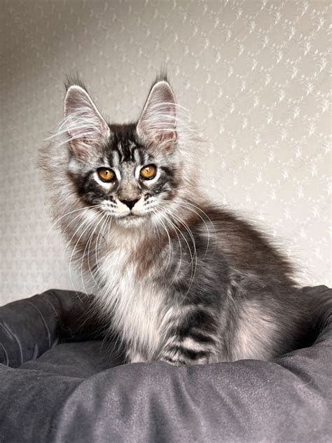 Find Your Perfect Maine Coon Kitten for Sale or Adoption! – ALVI-KITTENS