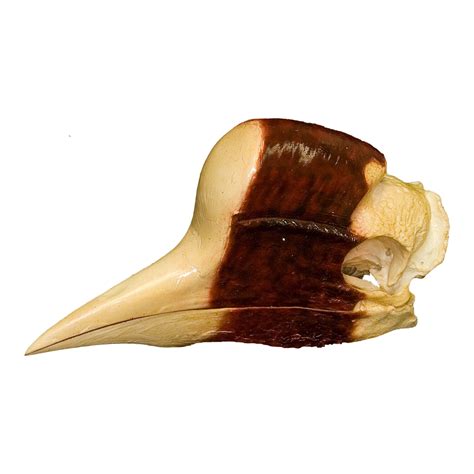 Replica Helmeted Hornbill Skull For Sale – Skulls Unlimited ...